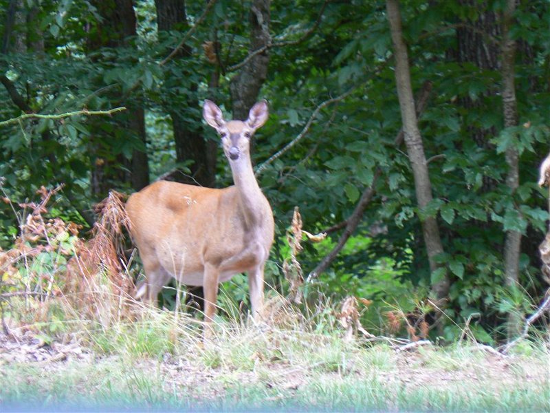 110-Along the road.JPG